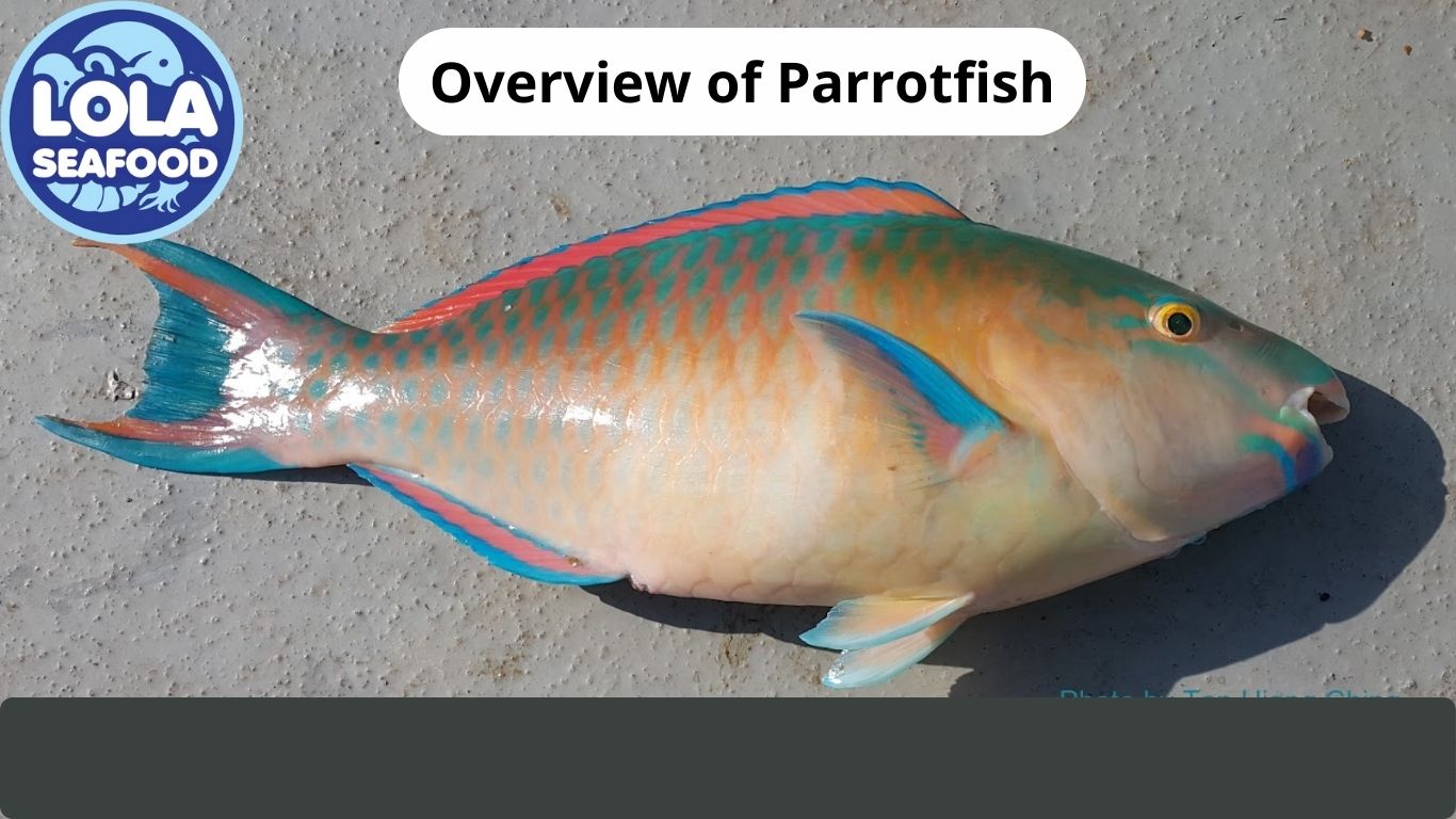 Overview of Parrotfish